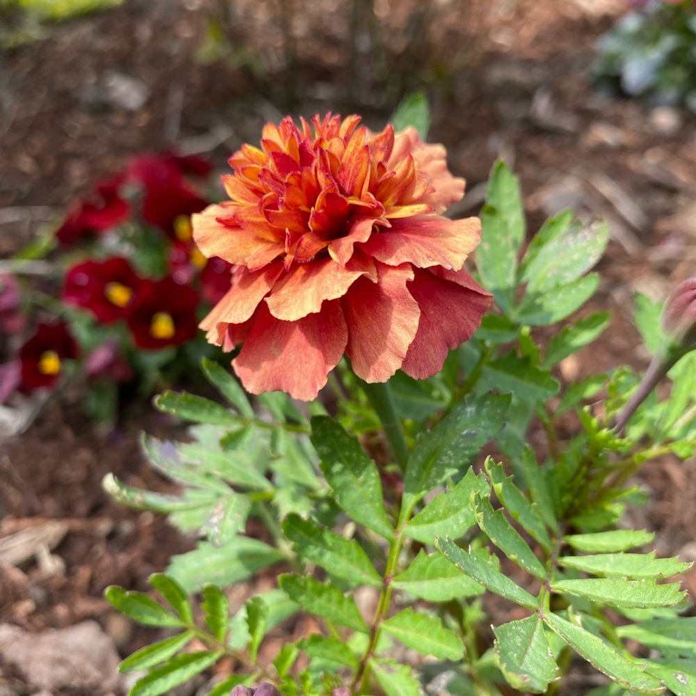 Meet your Posher, Jasmine